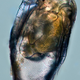 Image for article titled Under a microscope, the smallest animals on Earth become beautiful nightmare fuel